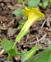 Erythranthe moschata