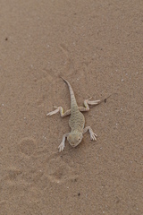 Phrynocephalus mystaceus