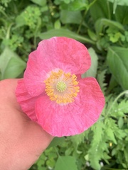 Papaver