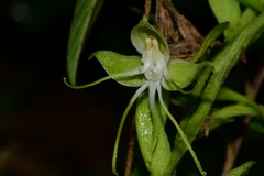 Habenaria crassicornis