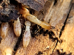 Reticulitermes flavipes