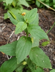 Erythranthe moschata