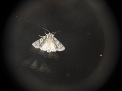 Acronicta aceris