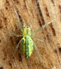 Alpaida variabilis