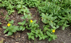 Erythranthe moschata