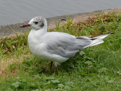 Chroicocephalus ridibundus