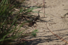 Aspidoscelis sexlineatus