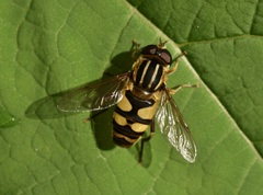 Helophilus fasciatus