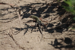 Aspidoscelis sexlineatus