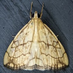 Evergestis pallidata