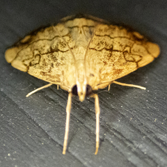 Evergestis pallidata