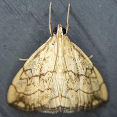 Evergestis pallidata