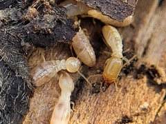 Reticulitermes flavipes