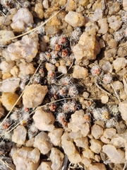 Anacampseros subnuda