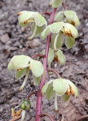 Pyrola picta