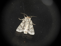 Acronicta aceris