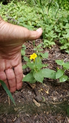 Erythranthe moschata