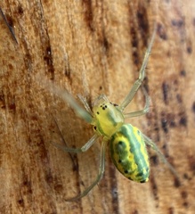 Alpaida variabilis