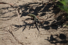 Aspidoscelis sexlineatus