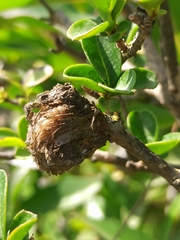Sphodromantis viridis