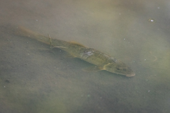 Catostomus commersonii