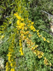 Solidago radula