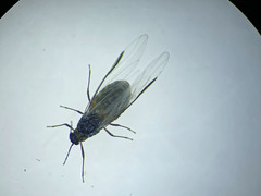 Grylloprociphilus imbricator