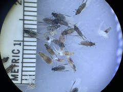 Grylloprociphilus imbricator