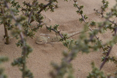 Phrynocephalus mystaceus