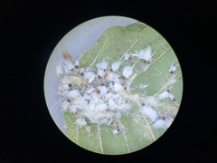 Grylloprociphilus imbricator