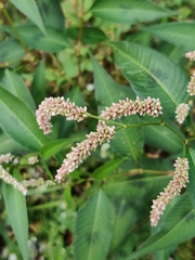 Persicaria maculosa