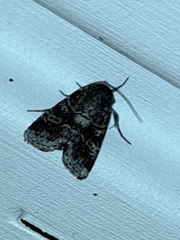 Protorthodes oviduca