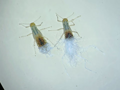 Grylloprociphilus imbricator