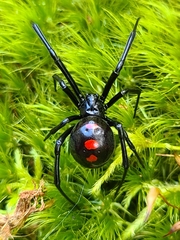 Latrodectus variolus
