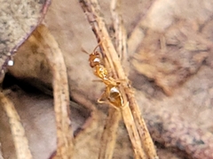 Nylanderia