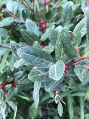 Shepherdia canadensis