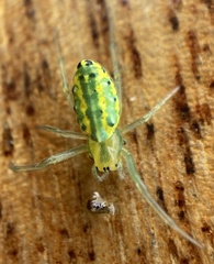 Alpaida variabilis