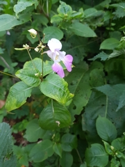 Impatiens balfourii