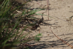 Aspidoscelis sexlineatus