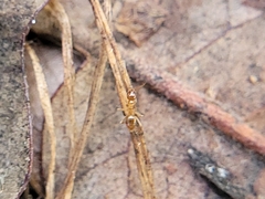 Nylanderia