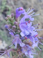 Hyssopus officinalis