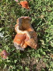 Hypomyces lactifluorum