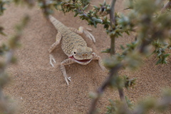 Phrynocephalus mystaceus