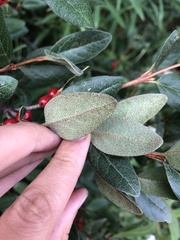 Shepherdia canadensis