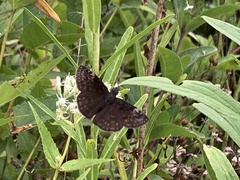 Erynnis