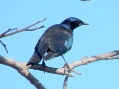 Lamprotornis australis
