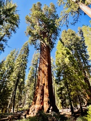 Sequoiadendron giganteum
