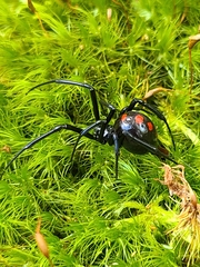 Latrodectus variolus