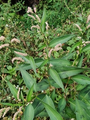 Persicaria maculosa
