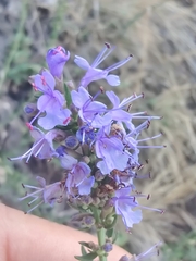 Hyssopus officinalis